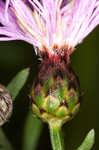 Spotted knapweed